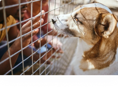 دور ملاجئ الحيوانات ومنظمات الإنقاذ