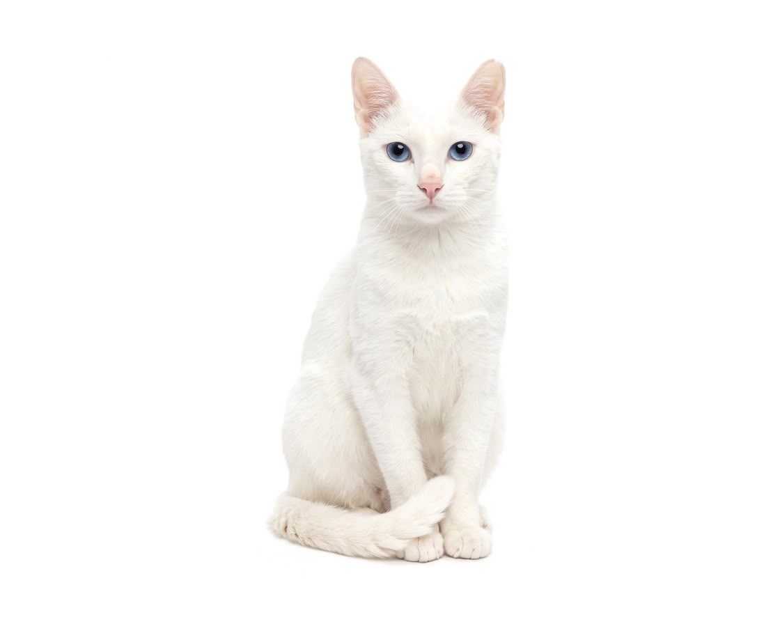 pet