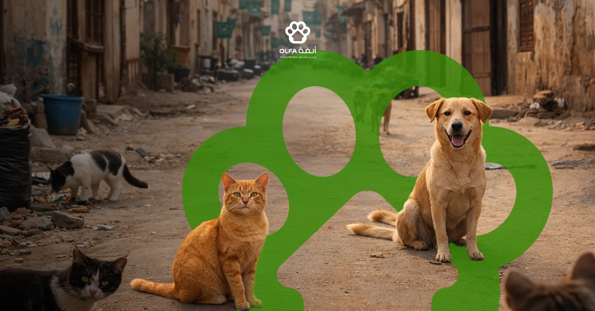الأزمة العالمية للحيوانات المشردة 